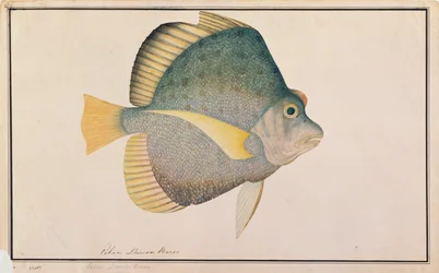 Poisson-faucille tacheté, de dessins de poissons de Malacca, c.1805-18